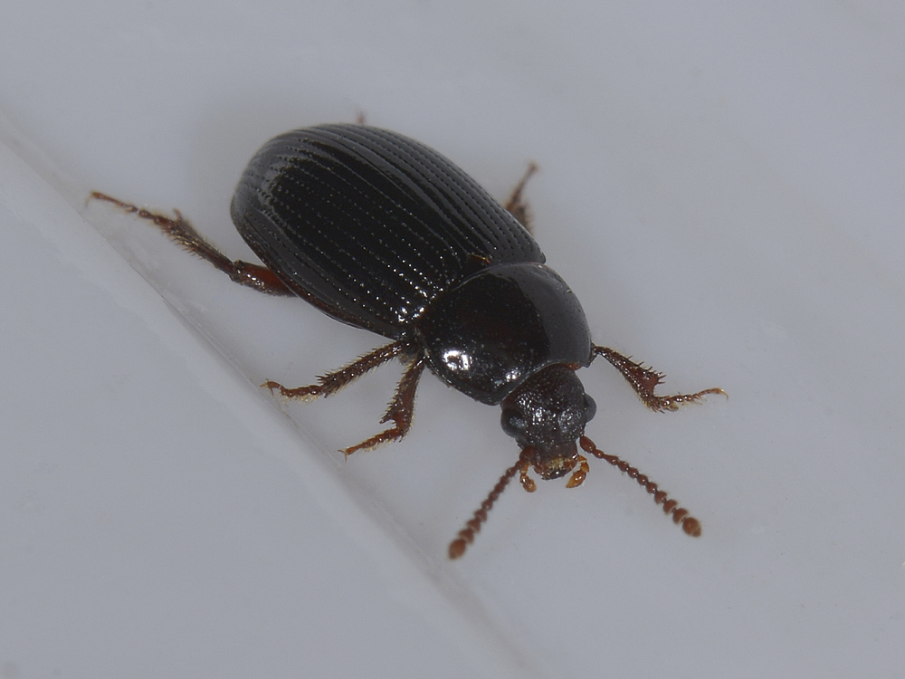Agyrtidae: Agyrtes bicolor